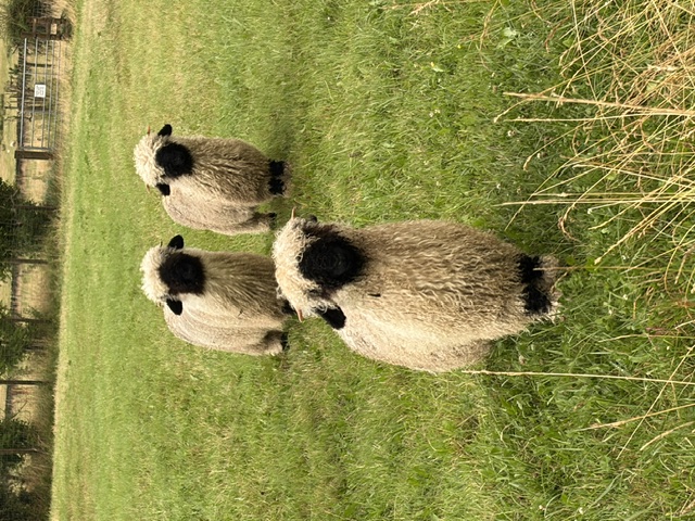 Valais Blacknose sheep